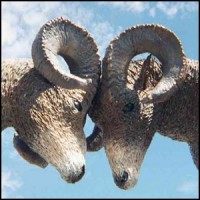 rams
