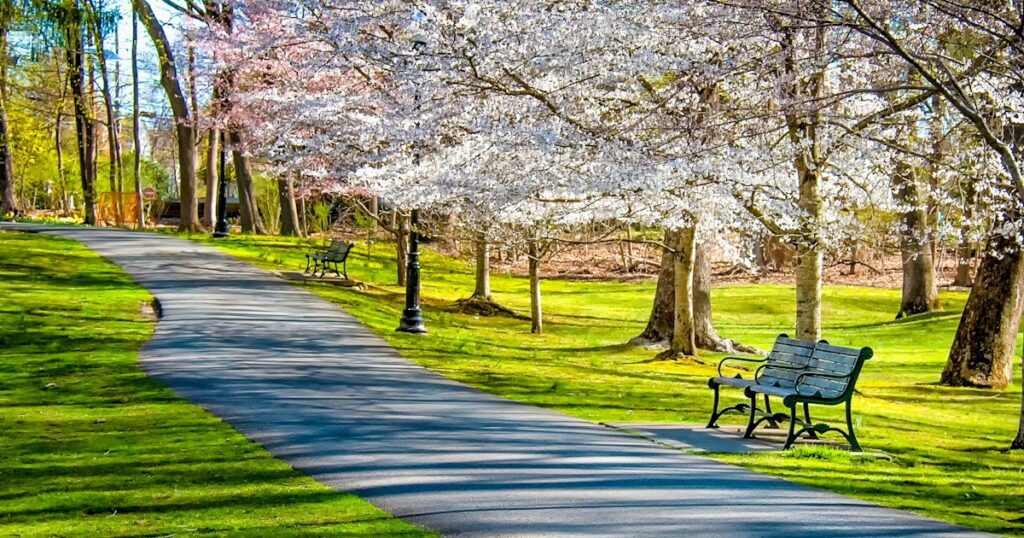 A quiet park bench beside trees